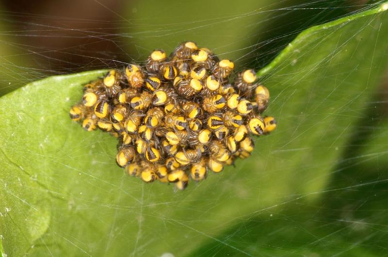 Araneus_ZZXYX_D6061_Z_89_Les Gris_Frankrijk.jpg